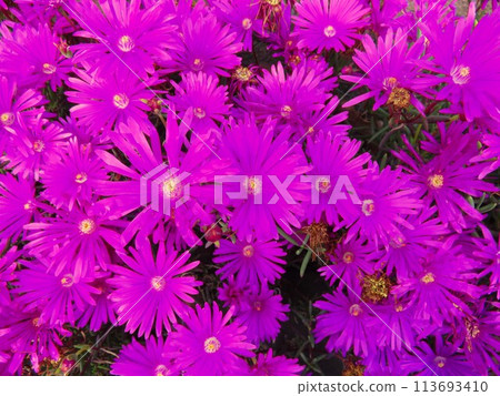 Meadowsweet 113693410