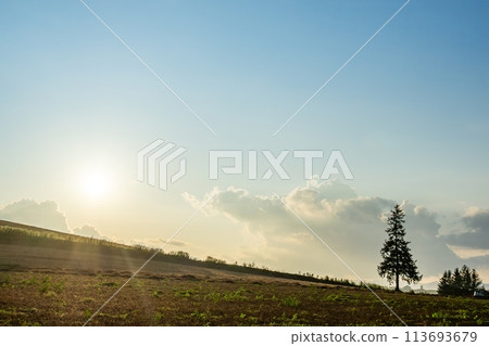 [北海道]黃昏的聖誕樹 113693679