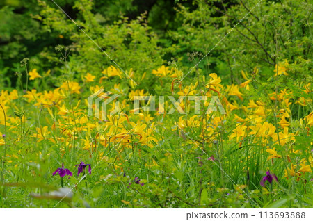 Day lilies in Odashirogahara Day lilies in Odashirogahara 113693888
