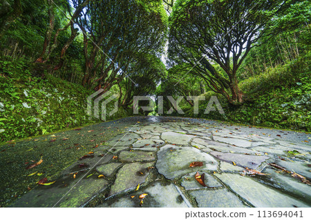 Summer at Onshi Hakone Park: A stone-paved promenade surrounded by greenery [Hakone, Kanagawa Prefecture] 113694041