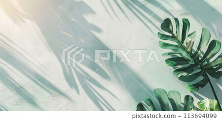 Monstera leaves against a blue wall with long shadows Monstera leaves against a blue wall with long shadows 113694099