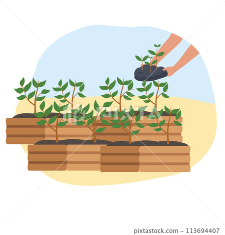 Boxes with small trees with hands holding the soil with plants. 113694407
