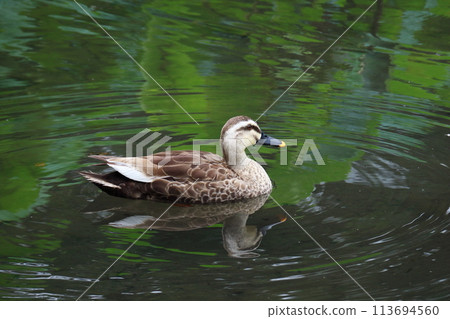 綠色池塘裡的鴨子 113694560