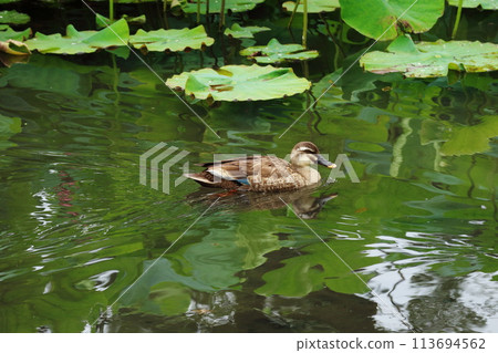 荷池上休息的斑嘴鴨 荷池上休息的斑嘴鴨 113694562