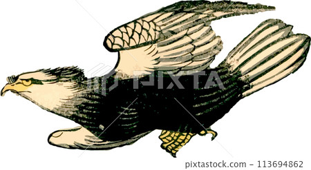 Flying Eagle 113694862