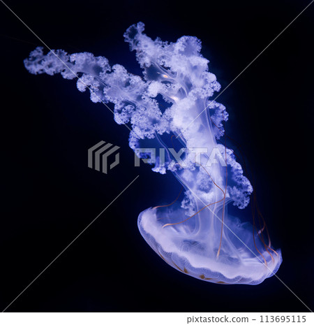 The Purple-striped Jellyfish (Chrysaora colorata) 113695115