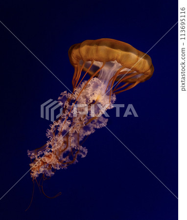 The Purple-striped Jellyfish (Chrysaora colorata) The Purple-striped Jellyfish (Chrysaora colorata) 113695116