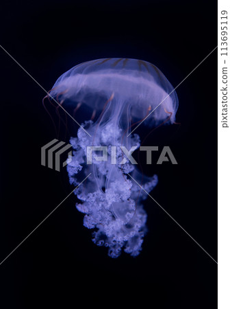 The Purple-striped Jellyfish (Chrysaora colorata) 113695119