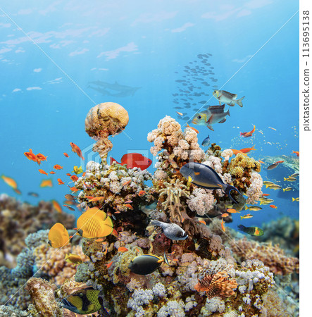 Underwater Tropical Corals Reef with colorful sea fish. Marine life sea world. Tropical colourful underwater seascape. Underwater Tropical Corals Reef with colorful sea fish. Marine life sea world. Tropical colourful underwater seascape. 113695138