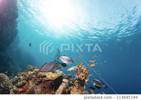 Underwater Tropical Corals Reef with colorful sea fish. Marine life sea world. Tropical colourful underwater seascape. 113695149