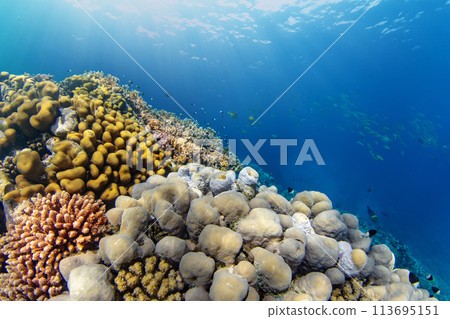 Underwater Tropical Corals Reef with colorful sea fish. Marine life sea world. Tropical colourful underwater seascape. Underwater Tropical Corals Reef with colorful sea fish. Marine life sea world. Tropical colourful underwater seascape. 113695151