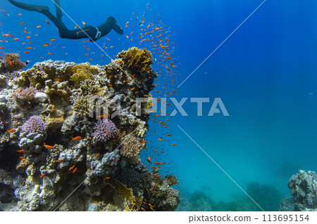 Freediver Swimming in Deep Sea With Sunrays. Young Man Diver Eploring Sea Life. 113695154