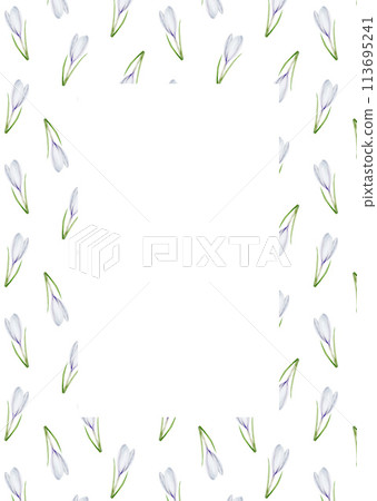 Watercolor postcard, frame, template with white blooming crocus flower isolated on background. Spring and easter botanical hand painted saffron illustration. For designers, wedding, decoration 113695241