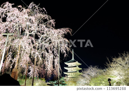 Illuminated cherry blossoms at Toji Temple Illuminated cherry blossoms at Toji Temple 113695288