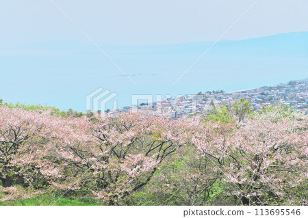 Sagami Bay seen through the cherry blossoms at Ninomiya Azumayama Park Sagami Bay seen through the cherry blossoms at Ninomiya Azumayama Park 113695546
