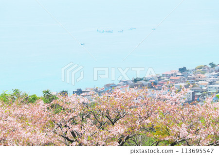 Sagami Bay and a flock of fishing boats offshore, seen through the cherry blossoms at Ninomiya Azumayama Park Sagami Bay and a flock of fishing boats offshore, seen through the cherry blossoms at Ninomiya Azumayama Park 113695547