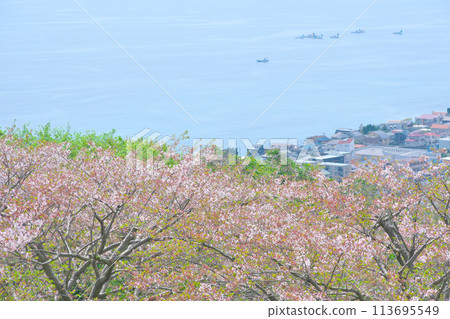 從二宮東山公園透過櫻花看到相模灣 從二宮東山公園透過櫻花看到相模灣 113695549
