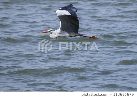 A grey heron flying over Lake Koyama, Aoshima, Tottori Prefecture A grey heron flying over Lake Koyama, Aoshima, Tottori Prefecture 113695679