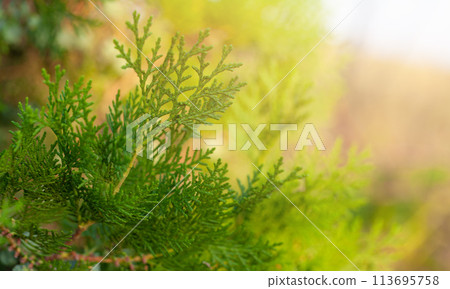 Abstract blurred background with fresh green leaves and evergreen branches. Abstract blurred background with fresh green leaves and evergreen branches. 113695758