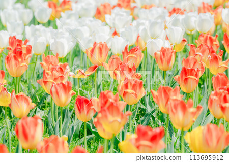 Beautiful tulips blooming in the agricultural park 113695912