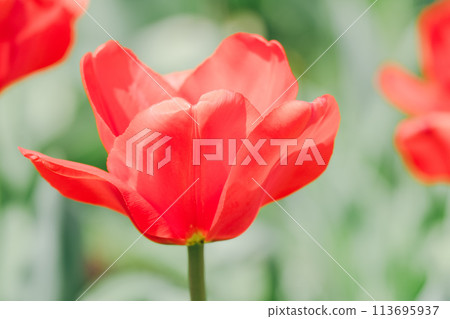 Beautiful tulips blooming in the agricultural park Beautiful tulips blooming in the agricultural park 113695937