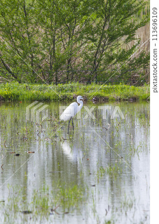 Great Egret Searching for Food in Rice Fields Great Egret Searching for Food in Rice Fields 113696109