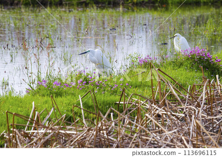 大白鷺在稻田裡尋找食物 大白鷺在稻田裡尋找食物 113696115