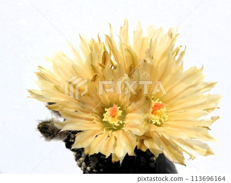 豹頭開花 豹頭開花 113696164