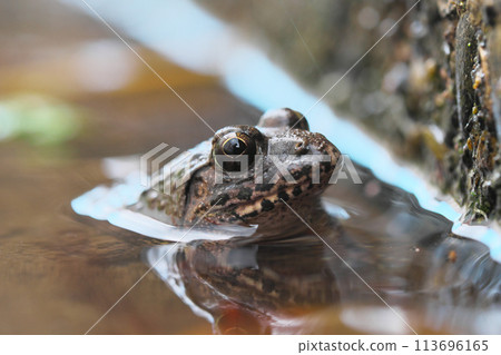 A marsh frog looking up at a wall rising from the water A marsh frog looking up at a wall rising from the water 113696165