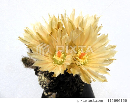 豹頭開花 113696166
