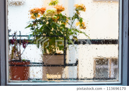 Rose bush in a flower pot on balkon during the rain Rose bush in a flower pot on balkon during the rain 113696170
