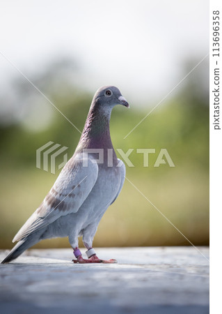 female mealy color of homing standing on home loft trap 113696358