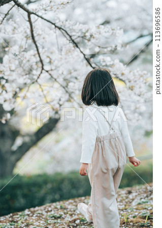 Back view of a girl with bob hair looking at cherry blossoms 113696586