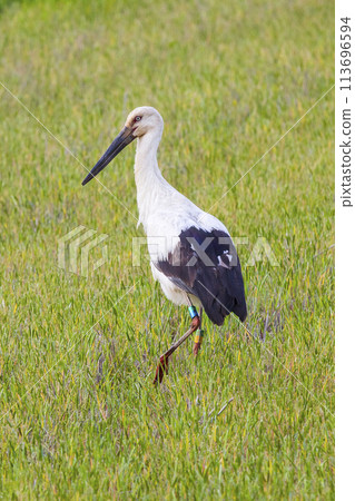 Stork searching for food in a rice field Stork searching for food in a rice field 113696594