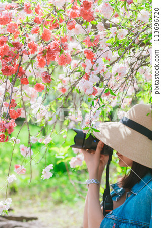 一名婦女拍攝農業公園盛開的美麗櫻花的照片 113696720