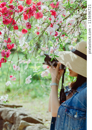 A woman taking pictures of beautiful cherry blossoms blooming in an agricultural park 113696721