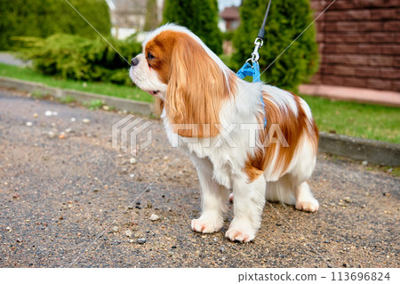 Cavalier King Charles Spaniel dog is standing in close-up dog stands in front of the camera and looks away 113696824