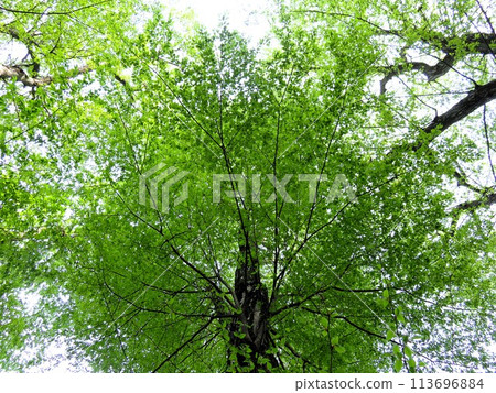 Fresh green 113696884