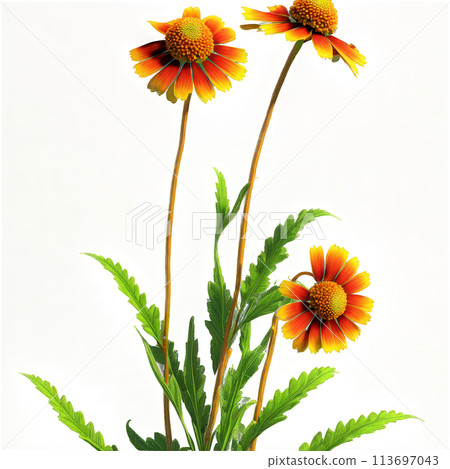 Helenium Helenium autumnale with vibrant daisy like flowers in shades of yellow orange or red 113697043