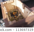 Great tit chick 113697319
