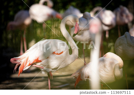 American flamingo (Phoenicopterus ruber) or Caribbean flamingo. Big bird is relaxing enjoying the summertime. Nature green background American flamingo (Phoenicopterus ruber) or Caribbean flamingo. Big bird is relaxing enjoying the summertime. Nature green background 113697511