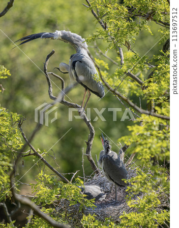 Grey heron on the nest. Heron feed the chicks. Grey heron on the nest. Heron feed the chicks. 113697512