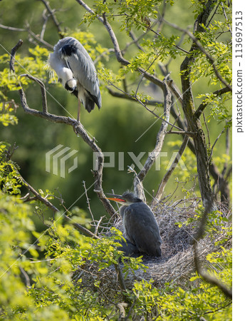 Grey heron on the nest. Heron feed the chicks. Grey heron on the nest. Heron feed the chicks. 113697513