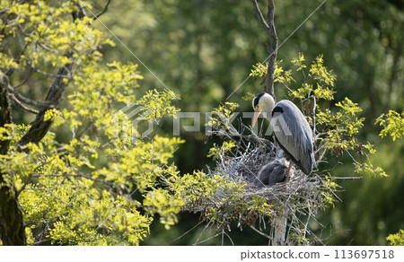 Grey heron on the nest. Heron feed the chicks. Grey heron on the nest. Heron feed the chicks. 113697518