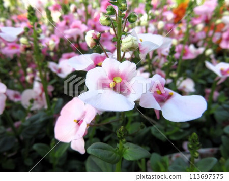Apple Blossom Apple Blossom 113697575