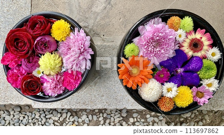 Colorful flower water basin (roses, chrysanthemums, ping pong mums, cineraria, gerberas, and vanda) (Sugao Shrine, Okazaki City, Aichi Prefecture) 113697862