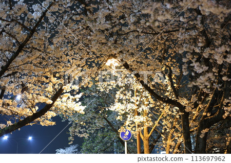 Illuminated cherry blossoms at night 113697962