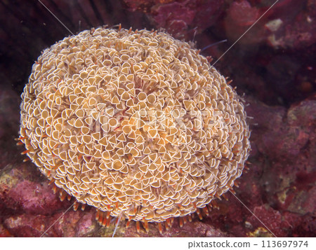 Wild Trumpet Sea Urchin Wild Trumpet Sea Urchin 113697974