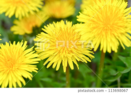 Yellow dandelion Yellow dandelion 113698067