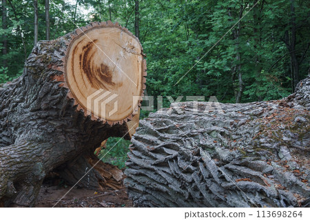 saw down old bicentennial oak saw down old bicentennial oak 113698264